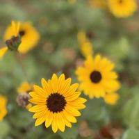 サンビタリアの画像