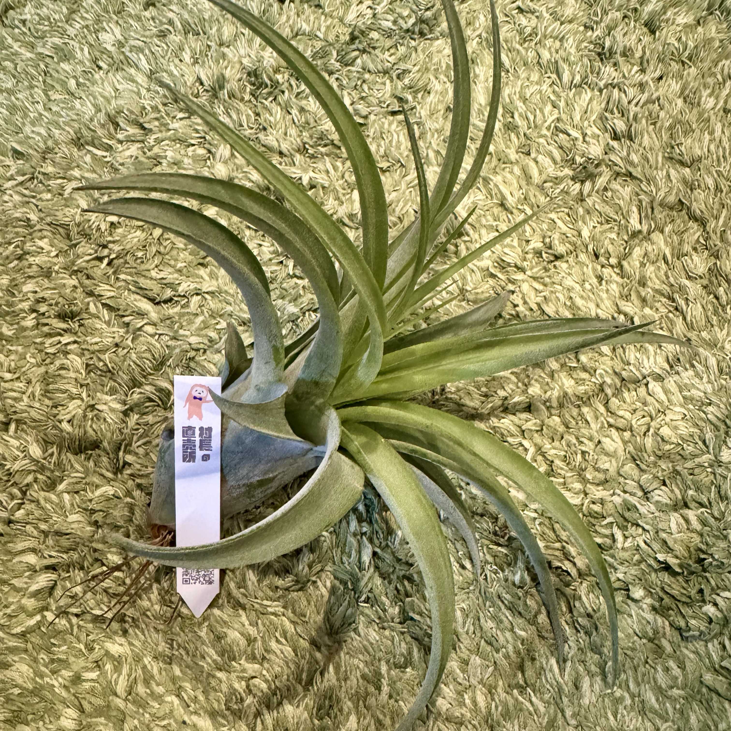 に*ぇ様 【希少】ティランジア・ロゼイフローラ☆村長の直売所# に*ぇ様 【希少】ティランジア・ロゼイフローラ☆村長の直売所