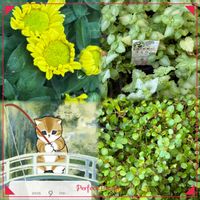 キク,ラミウム,ワイヤープランツ,おでかけ先,キュンキュン乙女倶楽部の画像