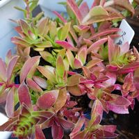 火祭り,玉つづり,アロマティカス,三日月ネックレス,ルビ―ネックレスの画像