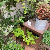 イポメアの画像