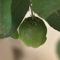 アセロラ,花のある暮らしの画像