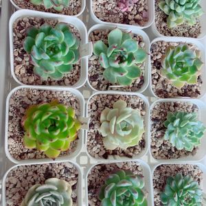 エケベリア,多肉植物,ウォーターマーク,水やり,極狭ベランダの画像