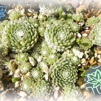 ジャガイモ,センペル,万願寺とうがらし,ミョウガの花,米ナスの画像