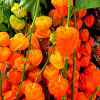 ホオズキ,so・raの小さな物語,たぬき桜の画像