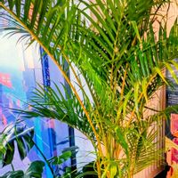 シェフレラ,モンステラ,アレカヤシ,パディントン,リバティプリントの画像