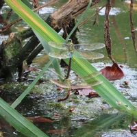 黄菖蒲,ウォータークローバー,タカサブロウ,ムラサキゴケ,キショウブ（黄菖蒲）の画像