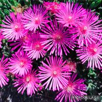 マツバギク,松葉菊,マツバギク(松葉菊),ピンクの花,今日の花の画像