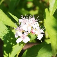 シモツケ の画像