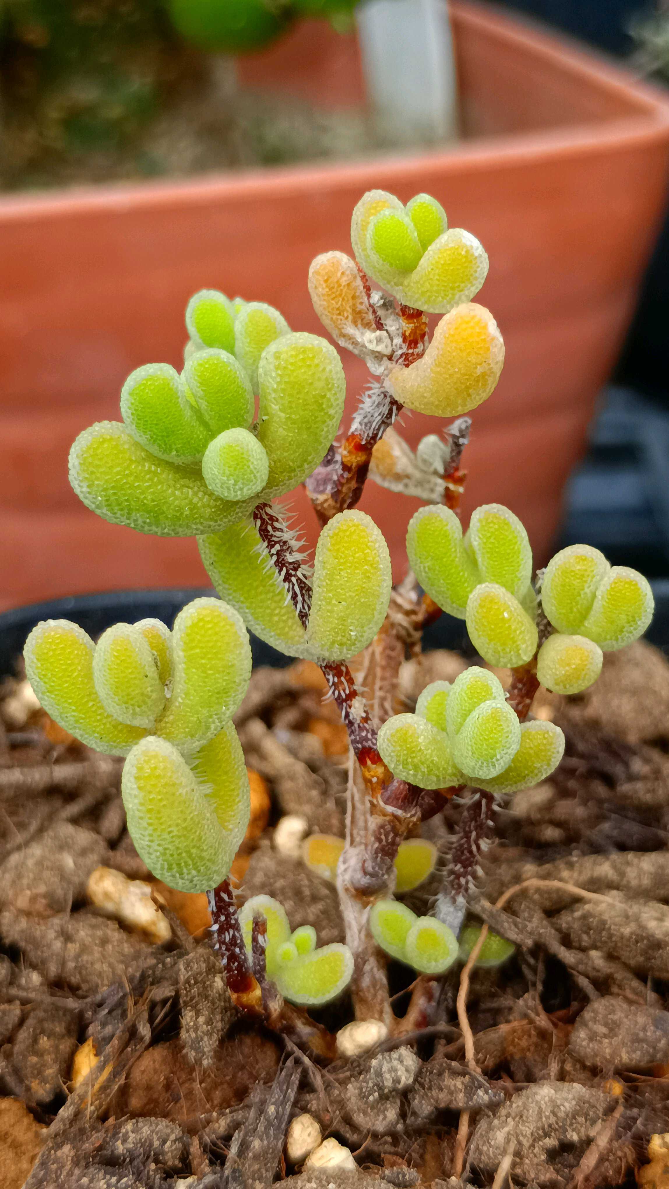 てんどん様　ご購入用　ドロサンテマム ドロサンテマム斑入りグロボーサム 成長記録｜🍀GreenSnap