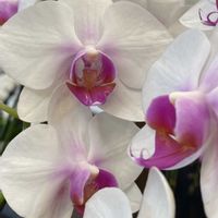 コチョウラン,コチョウラン,コチョウラン,モモ,マンゴーの画像