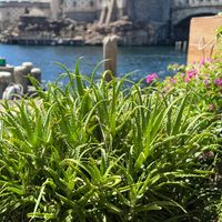 アロエ,キダチアロエ,アロエ属,ススキノキ科,東京ディズニーシーの画像
