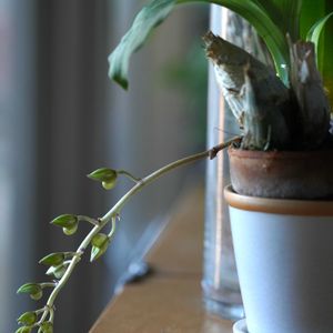 クロウェシア ルッセリアナ,クロウェシア ルッセリアナ,花芽,マンション,クロウェシアの画像