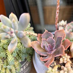 癒される,no green no life,多肉植物のある暮らし,タニク初心者,鳥取県の画像