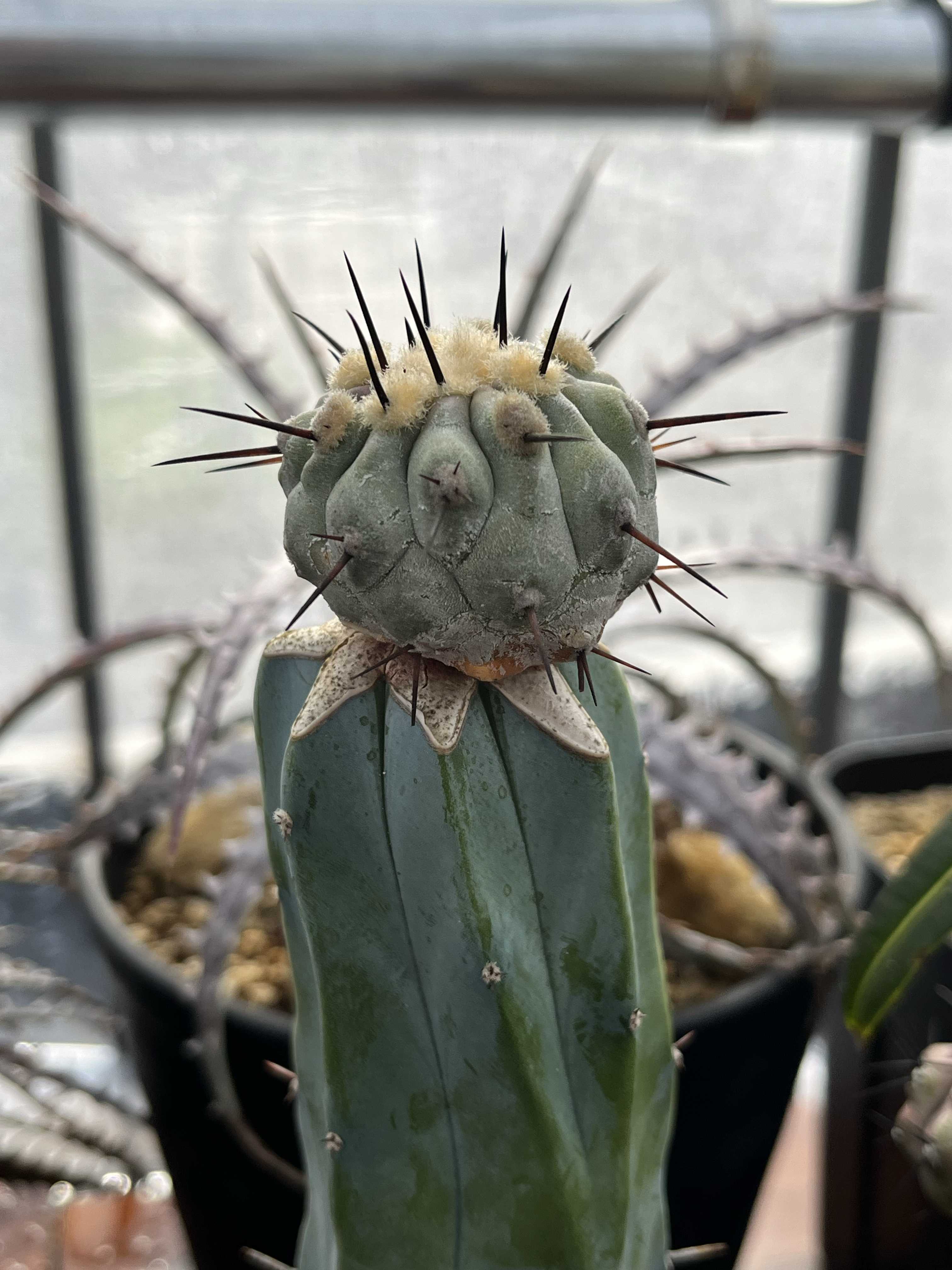 美株 黒王丸 子株20個以上 コピアポア 台付 サボテン】黒王丸の育て