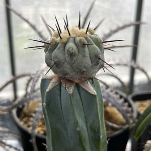 サボテン,コピアポア黒王丸,ビニールハウス,接ぎ木の画像