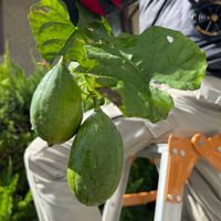 ハヤトウリの画像