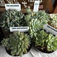 アイスピンキー,広葉マクドガリー,サリバン,ピュアラブ,オクロの画像