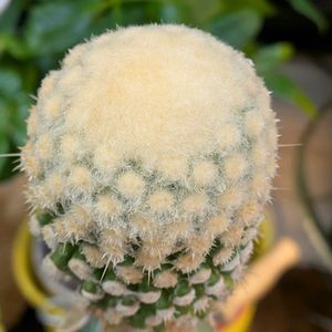 金鯱綴化,金鯱の泉,接ぎ木の画像