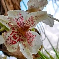 オドントグロッサム,オドントグロッサム,洋ラン,ベランダー,熱帯植物の画像