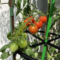 シソ,ナス,ミニトマト,ピーマン,とうもろこしの画像