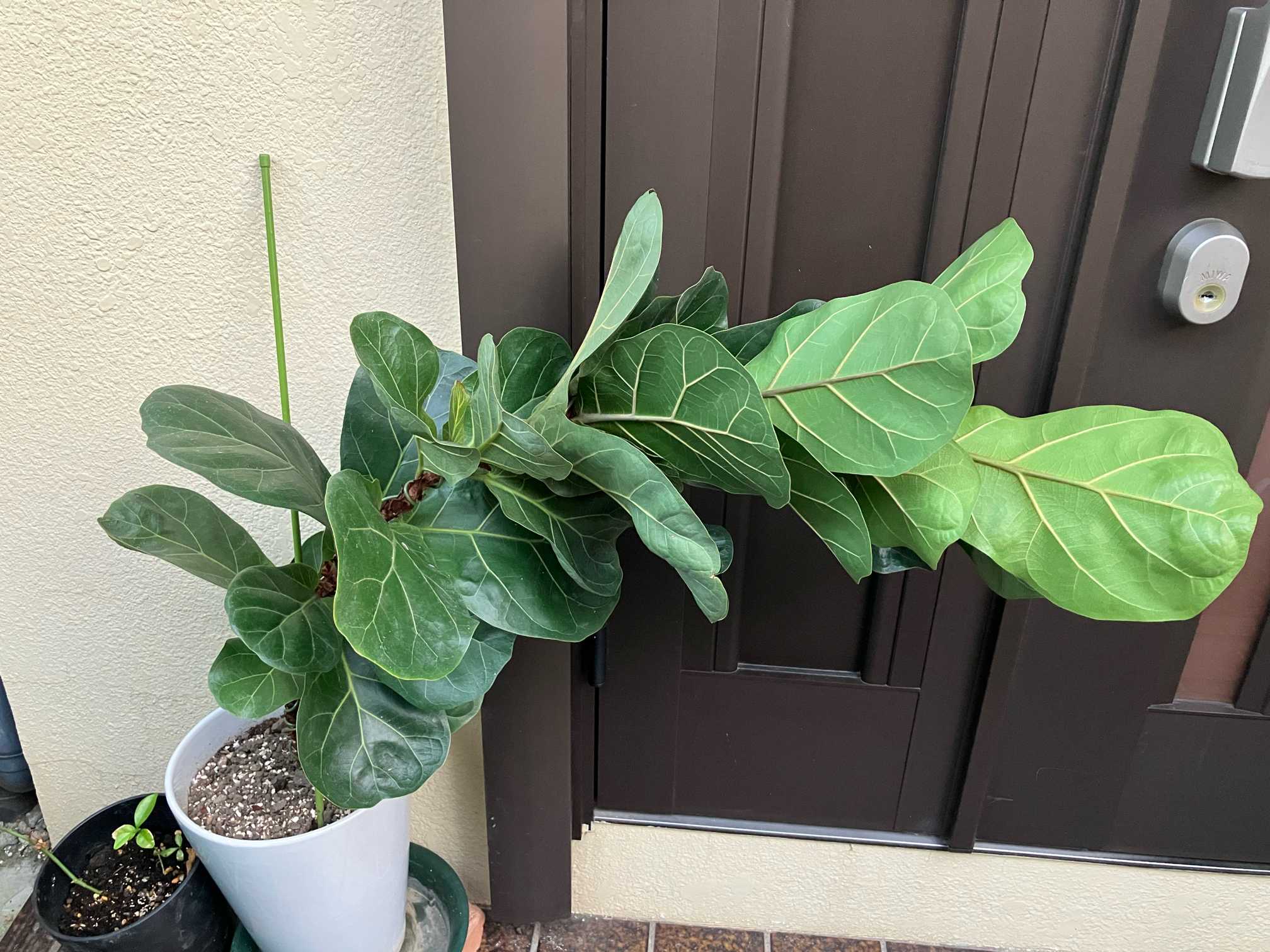 ダイソー柏葉ゴムの木｜🍀GreenSnap（グリーンスナップ）