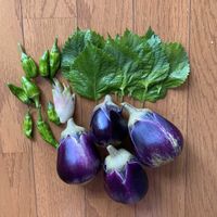 イチゴ,サボテン,ナス,日々草,大葉の画像