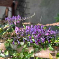 ハーデンベルギアの画像