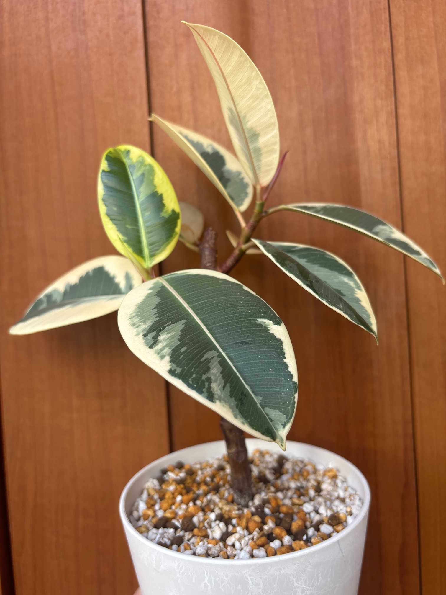 専用＊エアプランツ＆グリーン　 フェイクコ苔玉 専用＊エアプランツ＆グリーン フェイクコ苔玉 専用＊エア