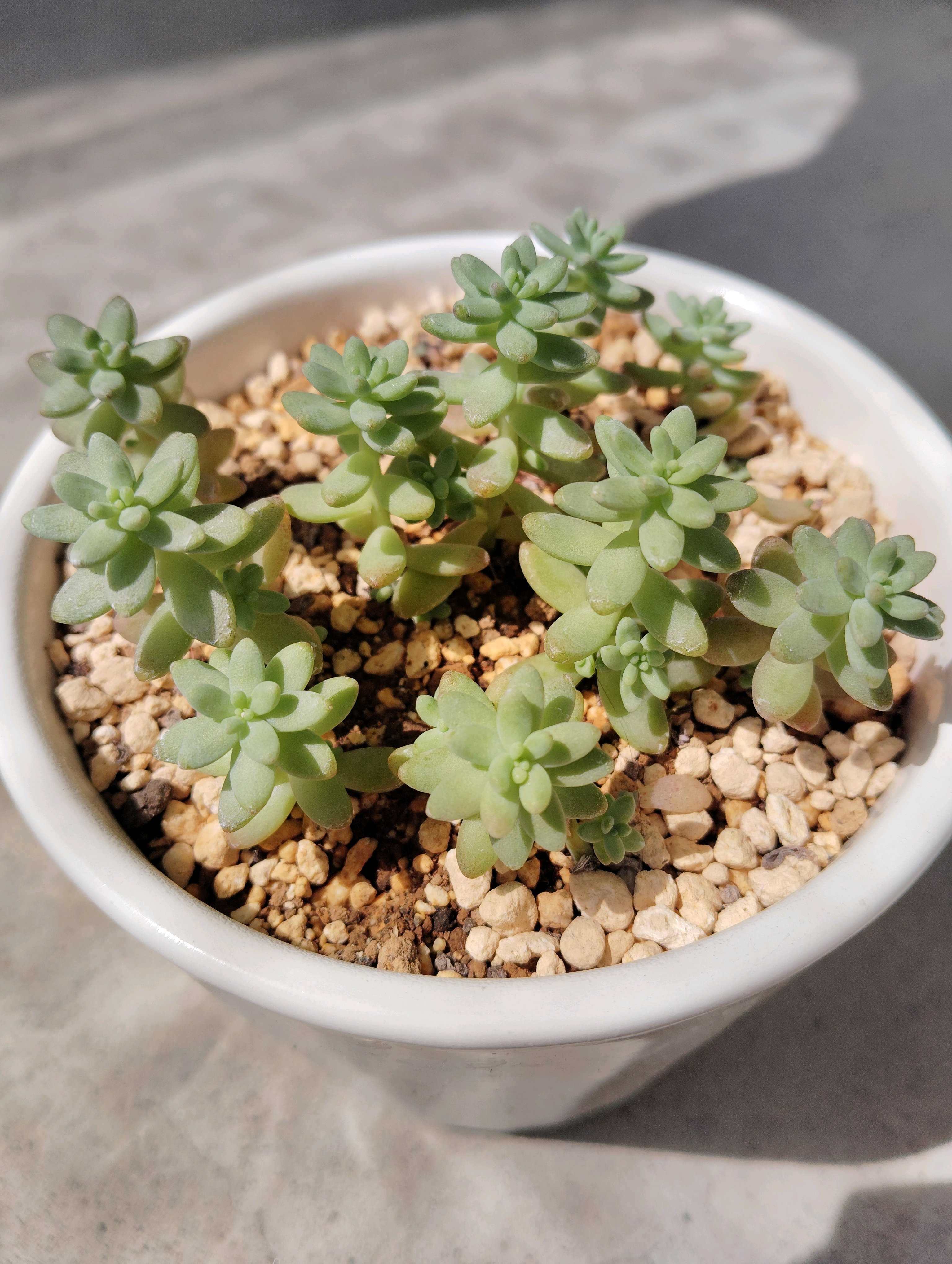 花団錦の一覧｜🍀GreenSnap（グリーンスナップ）