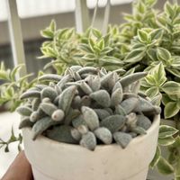 福兎耳,レッドエッグ,成長記録 レッドエッグ,エケベリア キスミー,玄関アプローチの画像