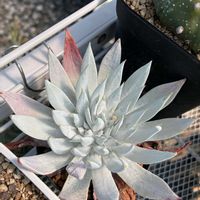 多肉植物,エケベリア属,ダドレアの画像