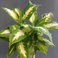 ディフェンバキア,ディフェンバキア・カミーラ,ディフェンバキア・クールビューティー,観葉植物,熱帯植物の画像