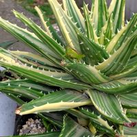 アロエ,不夜城錦,水やり,玄関先,小さな生き物の画像