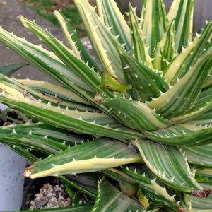 アロエ,不夜城錦,水やり,玄関先,小さな生き物の画像