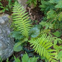 クサソテツの画像