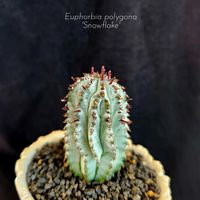スノーフレーク,ポリゴナ,ポリゴナ・スノーフレーク,ユーフォルビア ポリゴナ cv.〝スノーフレーク〟,ユーフォルビア ポリゴナ スノーフレークの画像