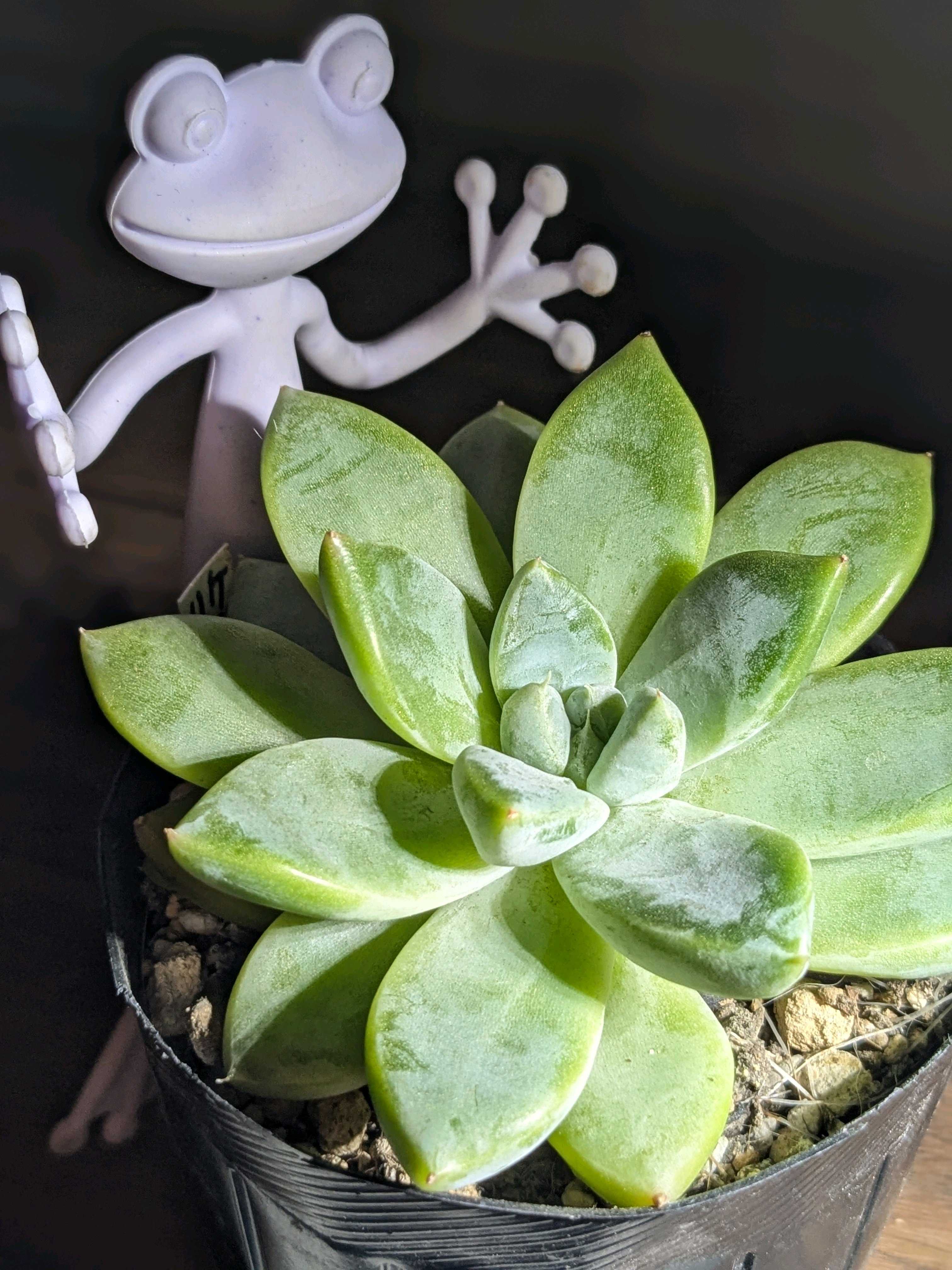 ケッセルリンギアナの一覧｜🍀GreenSnap（グリーンスナップ）