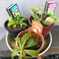 ウツボカズラ,ハエトリグサ,食虫植物,サラセニア,ガーデニングの画像