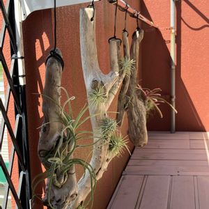 チランジア,流木活着,エアプランツ,流木,流木とエアープランツの画像