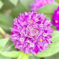 センニチコウ,センニチコウ,センニチコウ ストロベリーフィールド,センニチコウ エレスチャル,ゴンフレナ・ラブラブラブの画像