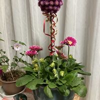 ガーベラ,センニチコウ,ワタ,ユーカリ,千日紅（せんにちこう）の画像