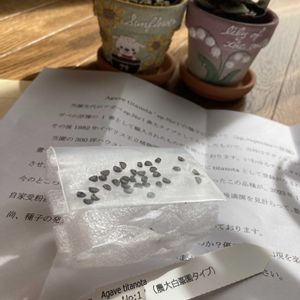 アガベ,アガベのタネ,多肉植物,実生,夜越山森林公園 サボテン園の画像