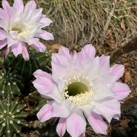 サボテン,イワダレソウ,サボテンの花,爽やか～,広がる景色の画像