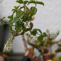 ペパーミント,✨ニオイバンマツリ✨,開花中,長寿,楽しみ♡の画像