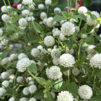 エキザカム,センニチコウ,百日草,ヘリオトロープ,カマキリさんの画像