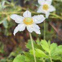 スペアミント,ブーゲンビリア,アネモネ、シルベストリスマドンナ,カエル,元気モリモリの画像