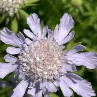 ベルガモット,スカビオサ（松虫草）,トキワバナ,松虫草の果実,松虫草の果実の画像