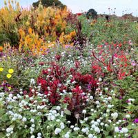 センニチコウ,センニチコウ,千日紅（せんにちこう）,きょうのお花,so・raの小さな物語の画像