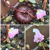 ハイドランジア,原種シクラメン,原種シクラメン ヘデリフォリウム,紫陽花　ハイドランジア,C[Lc].Mini Purple ‘Little Princess'の画像